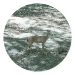 Maine Whitetail stickers