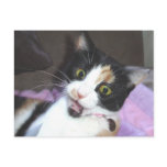 maisie postcards
