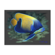 Majestic Angel Fish