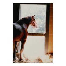 Majestic Clydesdale Photograph