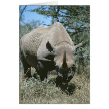 Majestic Rhino Cards