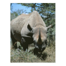 Majestic Rhino Postcard
