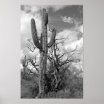 Majestic Saguaro Cactus (b/w) Print