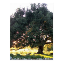Majestic Tree postcards