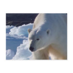Majestic wild Polar bear Post Card
