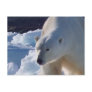 Majestic wild Polar bear Post Card