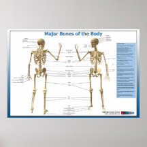 Major Bones of the Body Print