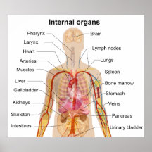 Human Inner Organs