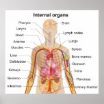 Major Internal Organs in the Human Body Chart Posters