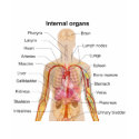 Major Internal Organs in the Human Body Chart t-shirts