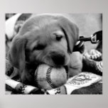 Major League Puppy - Poster & Print