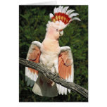 Major Mitchell Cockatoo Card