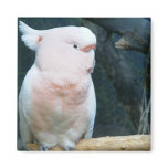 Major Mitchell Cockatoo magnets