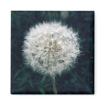 Make a Wish Fridge Magnet