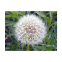 Make A Wish Postcard