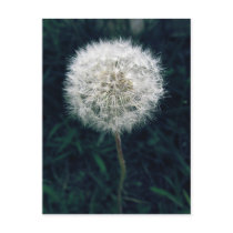 Make a Wish Postcard