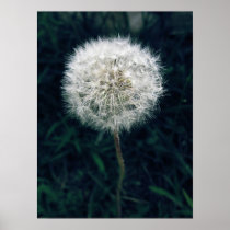 Make a Wish Poster