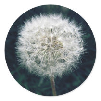 Make a Wish Sticker
