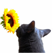 Make time to smell flowers cut outs