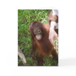 Making Friends wildlife card