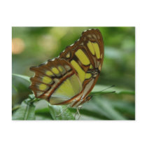 Malachite Butterfly Postcard