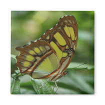 Malachite Butterfly Square Magnet