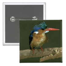 Malachite Kingfisher Button