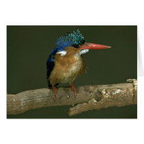 Malachite Kingfisher Card