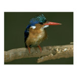 Malachite Kingfisher Post Cards