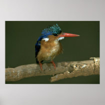 Malachite Kingfisher Poster