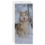 Malamute Book Mark rack cards