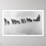 Malamute Chorus Alaska 1920 Posters