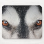Malamute Dog Brown Eyes mousepads