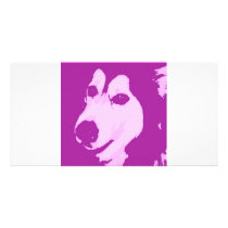 Malamute Dog