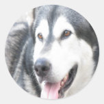 Malamutte pet dog sticker round pegatina redonda