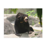Malaya sun bear postcards