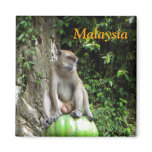 Malaysian Monkey magnets
