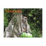 Malaysian Monkey postcards