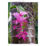 Malaysian Orchid Tree Cards