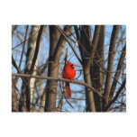 Male and female Cardinal Postcard
