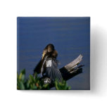 Male Anhinga, sunning Pin