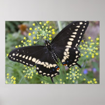 Male Black Swallowtail Butterfly Print