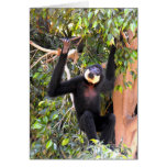 Male Buff cheeked gibbon cards