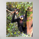 Male Buff cheeked gibbon posters