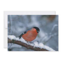 Male Bullfinch in the Snow Invitation