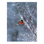 Male Bullfinch in the Snow Post Card