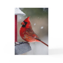 Male Cardinal at feeder