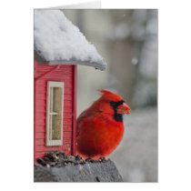 Male Cardinal at feeder in snow
