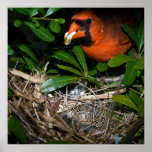 Male Cardinal Feeding Babies posters