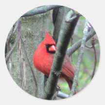 Male Cardinal Photo Sticker